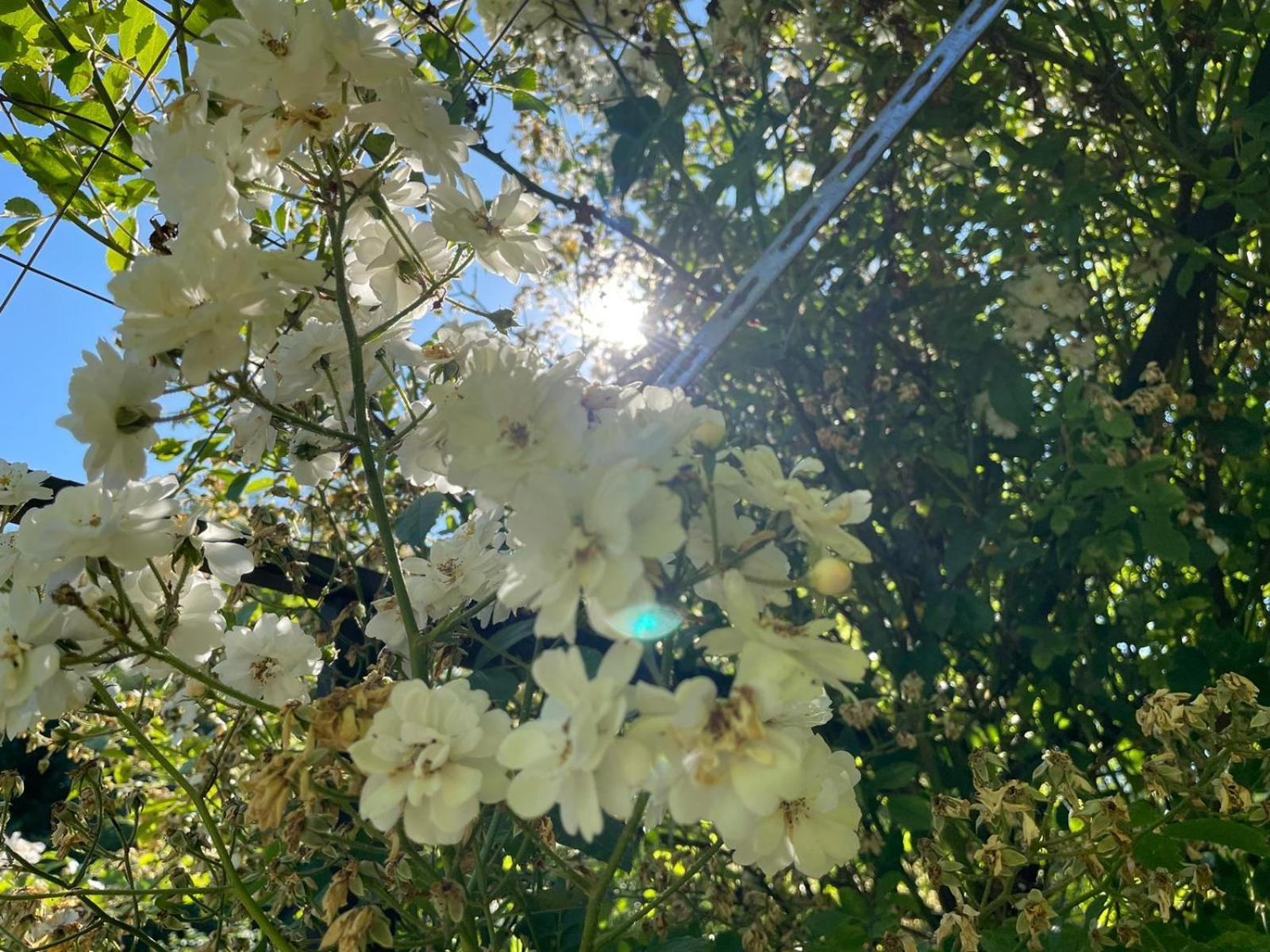 Im Vital Art Naturgarten ツヴァイブリュッケン エクステリア 写真